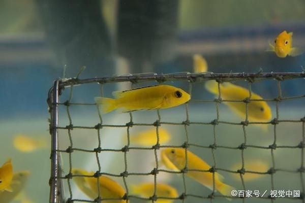 龍魚(yú)繁殖中白點(diǎn)病預(yù)防：如何判斷龍魚(yú)是否健康