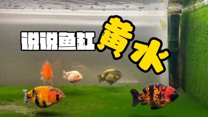 龍魚缸黃水養(yǎng)可以嗎：龍魚缸水質(zhì)管理技巧,如何預(yù)防魚缸水體發(fā)黃 龍魚百科 第2張