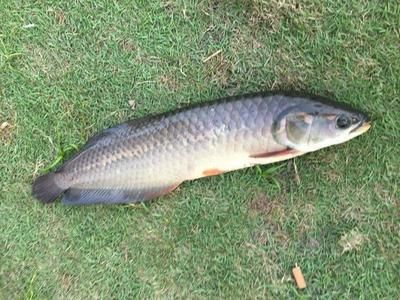 龍魚(yú)哪里有釣魚(yú)的地方呀：龍魚(yú)釣魚(yú)最佳季節(jié) 龍魚(yú)百科 第5張