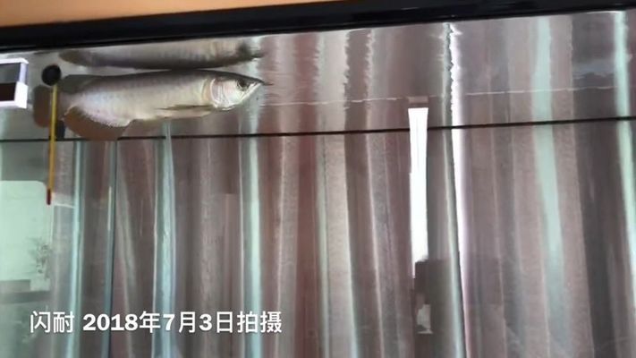 金龍魚黑底黑背好嗎能養(yǎng)嗎：金龍魚是否適合在黑底黑背的環(huán)境中養(yǎng)殖 龍魚百科 第3張