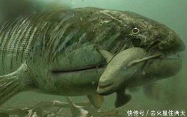 龍魚(yú)可以喂魚(yú)肉嗎：為什么龍魚(yú)可以喂魚(yú)肉？ 水族問(wèn)答 第1張