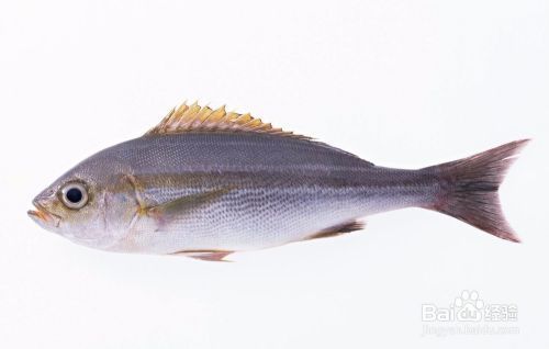 龍魚可以喂豬肉嗎：喂食龍魚豬肉有什么影響？ 水族問答 第2張