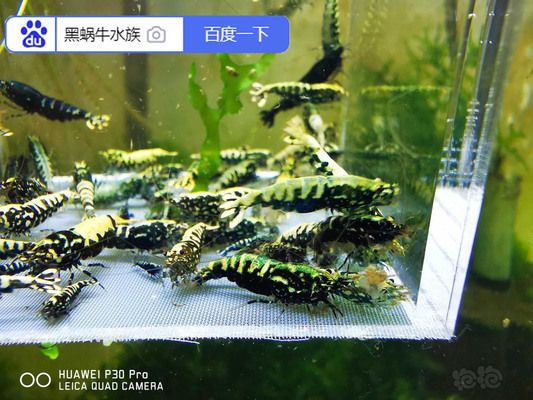 銀河星鉆魚飼料營養(yǎng)成分表：銀河星鉆魚飼料一般營養(yǎng)成分 龍魚百科 第3張