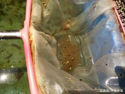 觀賞魚活食消毒方法：觀賞魚活食消毒方法是一種有效的方法來保持魚缸水質(zhì)清潔 龍魚百科 第5張