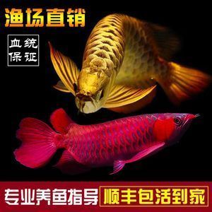 龍魚小苗：龍魚小苗的飼養(yǎng)環(huán)境、水質(zhì)管理以及日常護(hù)理方法以及日常護(hù)理方法