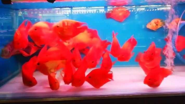 龍魚可以養(yǎng)幾年：如何判斷一個成年龍魚是否還能存活幾年？ 水族問答 第1張