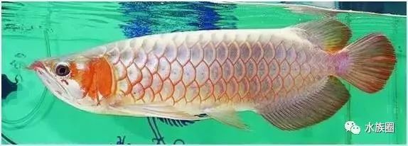 龍魚自己掉了兩片鱗片是什么原因：龍魚為什么會掉鱗 龍魚百科 第5張