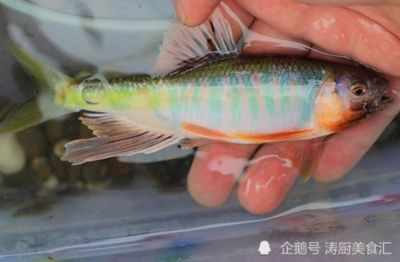 觀賞魚市場(chǎng)地域價(jià)格差異：觀賞魚價(jià)格在不同地區(qū)可能會(huì)有所偏差 龍魚百科 第2張