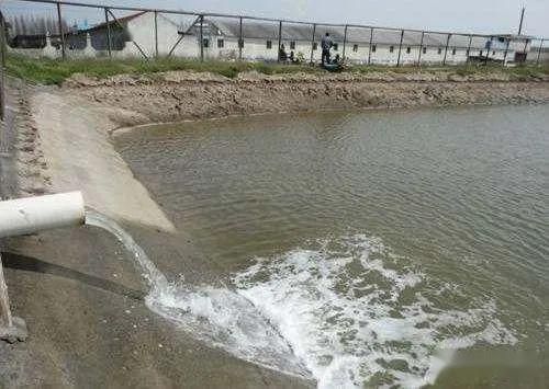 龍魚可以一直吃面包蟲嗎：龍魚可以長期吃面包蟲嗎？ 水族問答 第2張