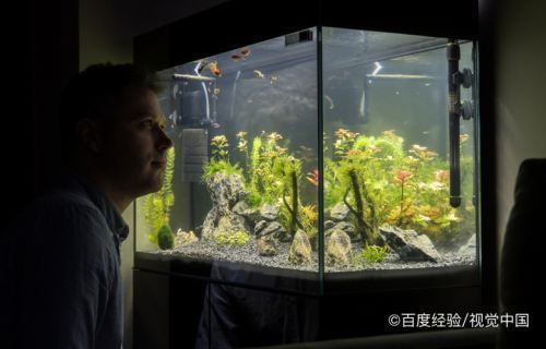 龍魚缸如何才能讓水質(zhì)更加清澈：龍魚缸水質(zhì)清澈是飼養(yǎng)者追求的目標(biāo)，如何實(shí)現(xiàn)這一目標(biāo) 龍魚百科 第3張