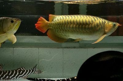 龍魚(yú)吃甲魚(yú)幾天喂一次：龍魚(yú)吃甲魚(yú)幾天喂一次甲魚(yú)的頻次與成長(zhǎng)階段密切相關(guān) 龍魚(yú)百科 第2張