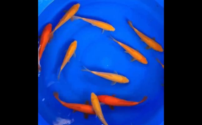 龍魚口感怎樣：龍魚的烹飪方式有哪些？ 水族問答 第2張