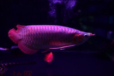 紅龍魚多大可以上側(cè)燈：紅龍魚上側(cè)燈的擺放技巧紅龍魚側(cè)燈的擺放技巧 龍魚百科 第1張