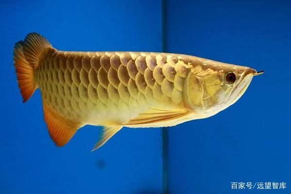 金龍魚產(chǎn)品介紹怎么寫的：金龍魚產(chǎn)品介紹 龍魚百科 第3張