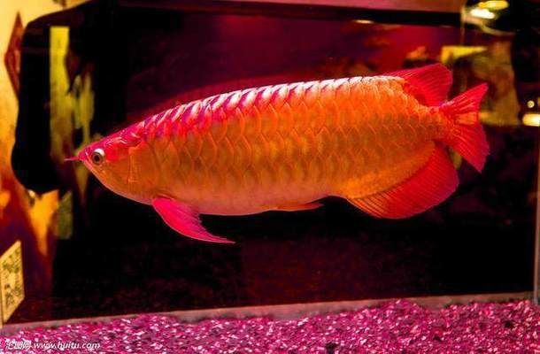 頂級紅龍魚什么：紅龍魚市場價格走勢 龍魚百科 第2張