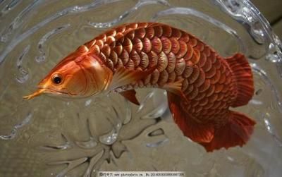 龍魚在哪買：上海龍強水族市場價格對比，龍魚養(yǎng)殖基地直銷信息 龍魚百科 第2張