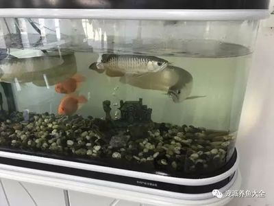 龍魚魚缸有些什么品牌好：森森龍魚缸用戶評價(jià)如何 龍魚百科 第3張