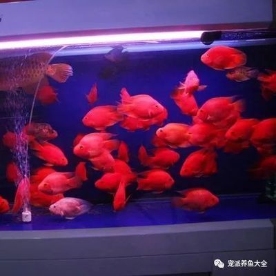 龍魚快養(yǎng)怎么養(yǎng)：關(guān)于龍魚快養(yǎng)的疑問 水族問答