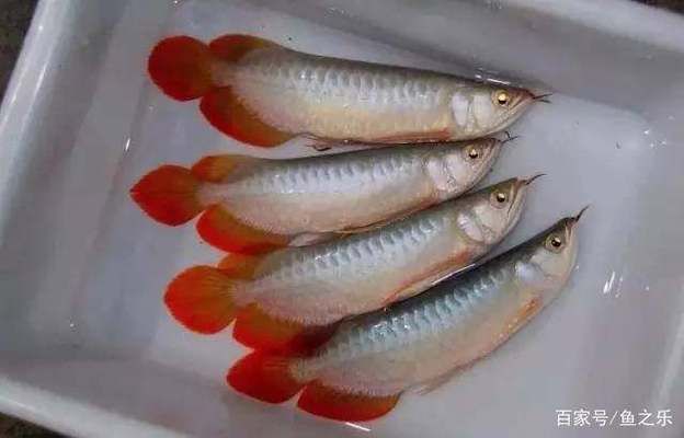 25公分紅龍魚應(yīng)該什么顏色：25公分的紅龍魚發(fā)色期如何挑選飼料紅龍魚的發(fā)色 龍魚百科 第4張