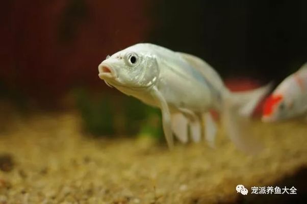 龍鳳鯉魚適宜的水溫范圍：龍鳳鯉魚冬季保溫方法，夏季魚缸降溫技巧 龍魚百科 第2張