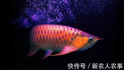 龍魚(yú)在原產(chǎn)地是食用魚(yú)嗎：龍魚(yú)在原產(chǎn)地是否為食用魚(yú)取決于具體的種類(lèi)和地區(qū)的飲食習(xí)慣 龍魚(yú)百科 第5張