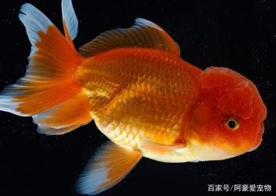 龍魚困水的正確方法：龍魚困水怎么辦？ 水族問(wèn)答 第2張