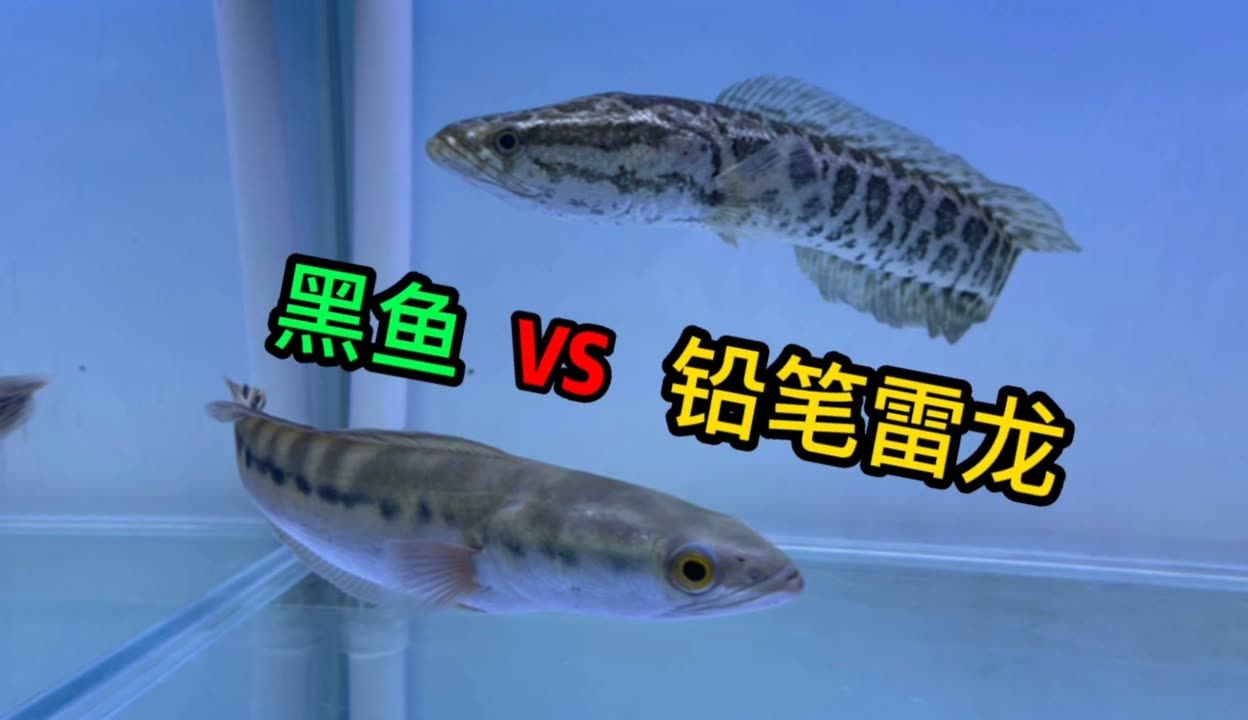 雷龍魚(yú)vs黑魚(yú)：雷龍魚(yú)與黑魚(yú)的區(qū)別 龍魚(yú)百科 第5張