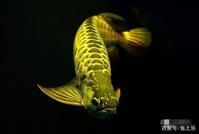 龍魚多久不喂會(huì)死掉：成年龍魚多久不喂會(huì)死掉 龍魚百科 第2張