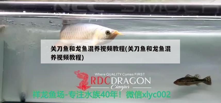 龍魚和刀魚混養(yǎng)：龍魚與關(guān)刀魚的混養(yǎng)成功的關(guān)鍵 龍魚百科 第1張