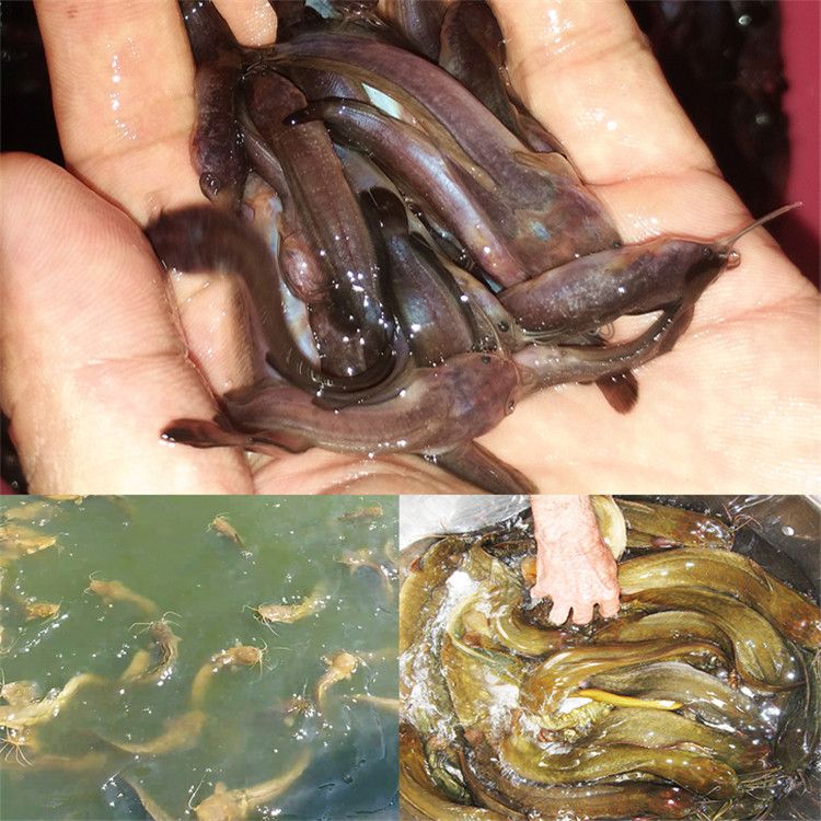 龍魚拉長便：為什么龍魚會有長便的情況？ 水族問答 第2張