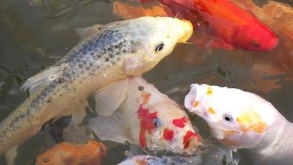 龍魚來回上下蹭缸怎么回事：龍魚喜歡來回蹭缸是怎么回事？ 水族問答 第2張