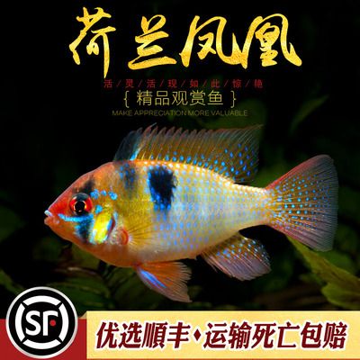 龍魚來回撞缸原因：如何判斷龍魚是否因?yàn)榻】祮栴}導(dǎo)致來回撞缸的行為？ 水族問答 第1張