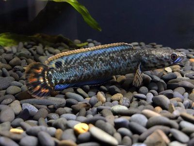 白色雷龍魚多少錢一條：白色雷龍魚的價格并沒有直接的信息來源，如何辨別雷龍魚價格 龍魚百科 第5張