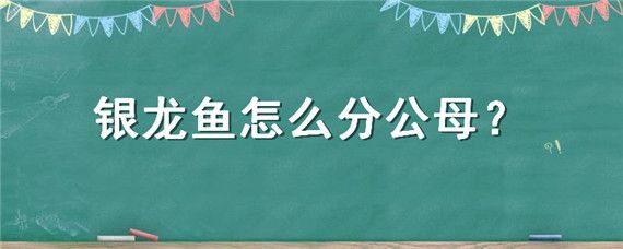 七彩銀龍魚怎么分公母：七彩銀龍魚分辨公母可以通過觀察體型、腹鰭、腮部和腹部等特征來判斷 龍魚百科 第2張