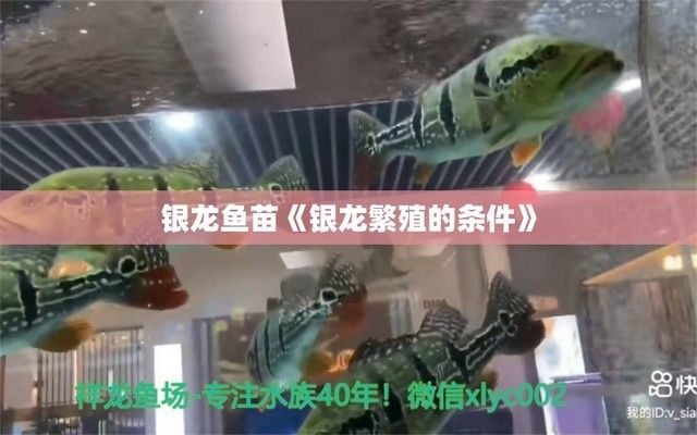 銀龍魚苗與金魚苗混養(yǎng)的繁殖策略：銀龍魚與金魚混養(yǎng)的水質(zhì)調(diào)控技巧 龍魚百科 第2張