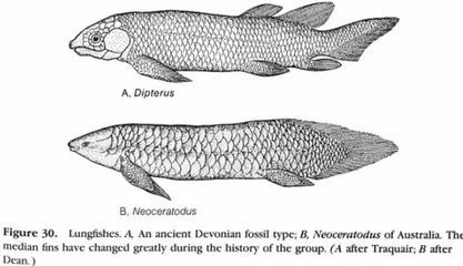 肺魚(yú)保護(hù)法在澳大利亞的具體內(nèi)容：澳洲肺魚(yú)保護(hù)法