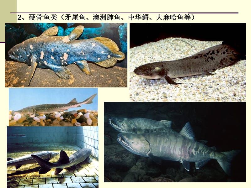 肺魚(yú)保護(hù)法在澳大利亞的具體內(nèi)容：澳洲肺魚(yú)保護(hù)法