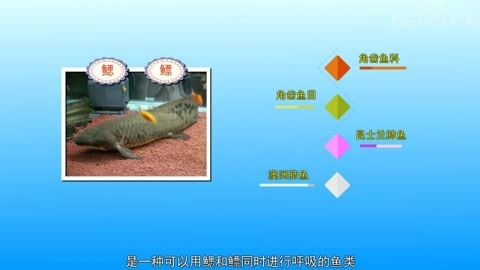 肺魚(yú)保護(hù)法在澳大利亞的具體內(nèi)容：澳洲肺魚(yú)保護(hù)法