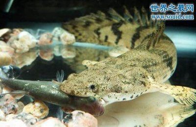 龍魚吃什么魚最好：關(guān)于龍魚的最佳食物選擇