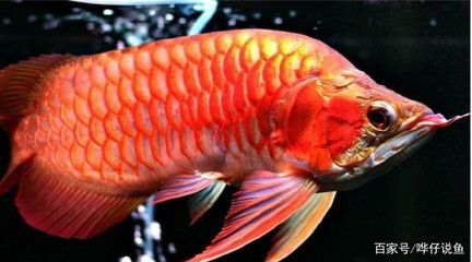 龍魚知識網(wǎng)站官網(wǎng)入口：關(guān)于龍魚的知識網(wǎng)站 龍魚百科 第2張