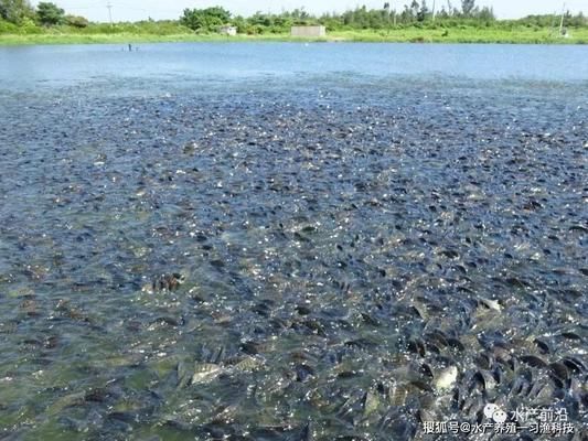 龍魚老在缸底游動(dòng)：研究表明龍魚在缸底游動(dòng)的行為有助于減少水面污染 水族問答 第2張