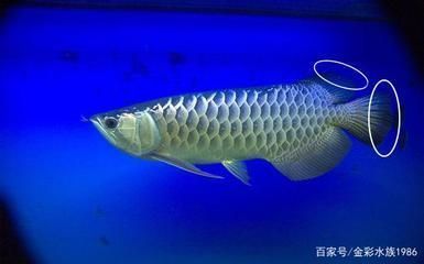 金龍魚背上發(fā)黑是什么原因造成的：金龍魚背部發(fā)黑可能是由多種因素引起 龍魚百科 第2張