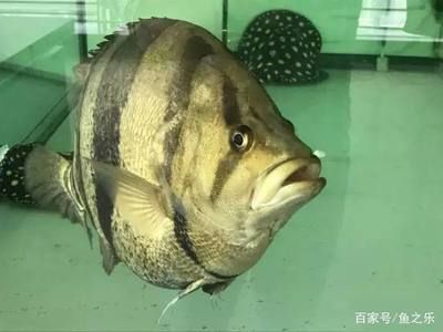 龍魚會咬虎魚嗎：如何判斷龍魚是否攻擊虎魚 龍魚百科 第1張