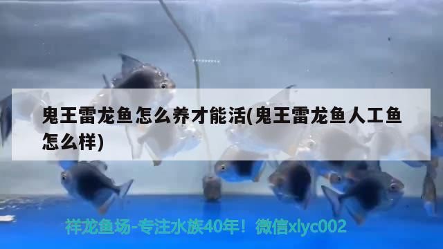 海水魚紅龍魚沒有沙子能養(yǎng)活嗎 龍魚百科 第2張