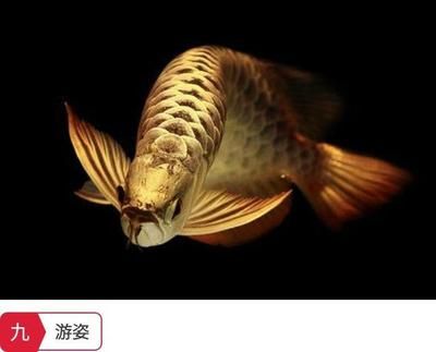 龍魚(yú)身體有點(diǎn)傾斜怎么回事：龍魚(yú)身體傾斜可能由多種因素引起龍魚(yú)身體傾斜的原因 龍魚(yú)百科 第2張