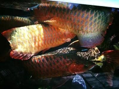 龍魚哪里買便宜的：如何購買便宜的龍魚 龍魚百科 第3張