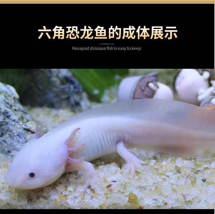 六角恐龍魚(yú)是淡水魚(yú)嗎：六角恐龍魚(yú)的飼養(yǎng)技巧 龍魚(yú)百科 第1張