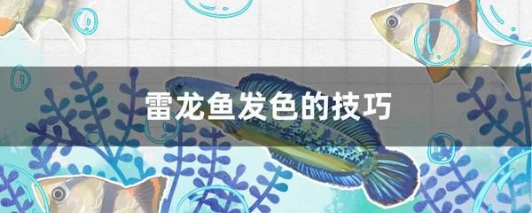 雷龍魚卵光照管理技巧：雷龍魚卵的光照管理