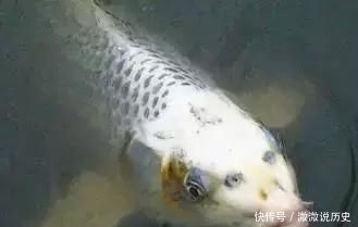 混養(yǎng)朱巴利魚的疾病預防方法：朱巴利魚混養(yǎng)水質(zhì)管理技巧 龍魚百科 第5張