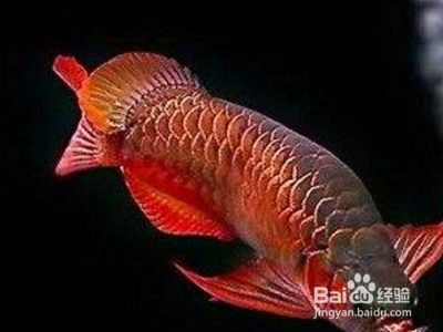 龍魚掉眼最簡(jiǎn)單的恢復(fù)暗養(yǎng)：龍魚掉眼怎么辦 龍魚百科 第5張